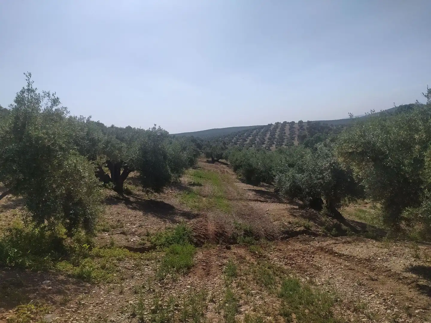 Terreni e lotti in vendita a Villanueva de la Reina, imagen 14