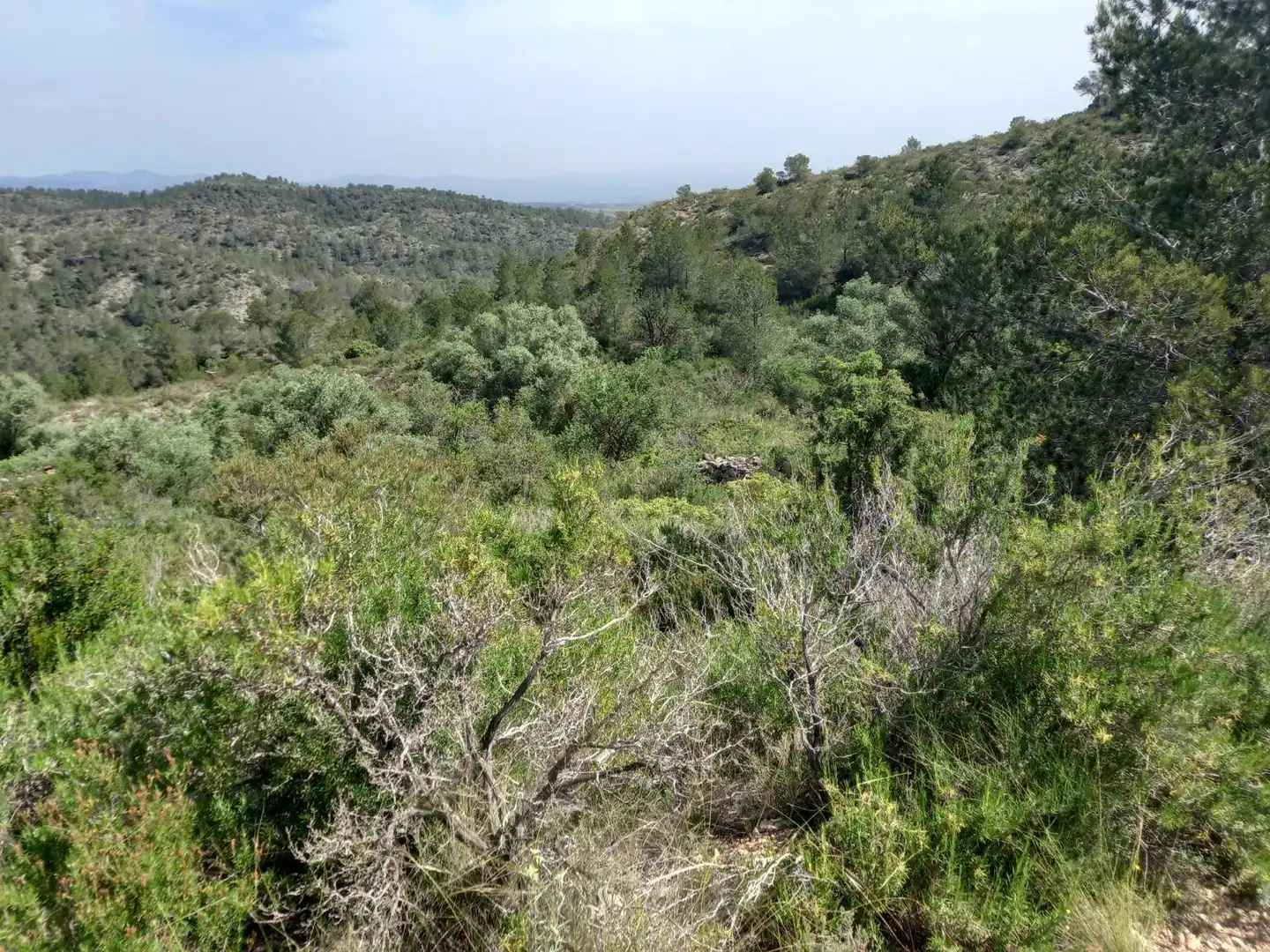 Terreny rústic en venda a Miravet, imagen 15