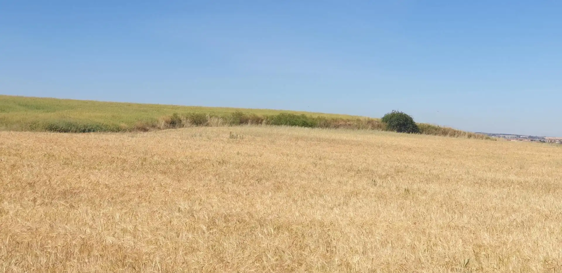 Rural land for sale in Villares de la Reina, imagen 7