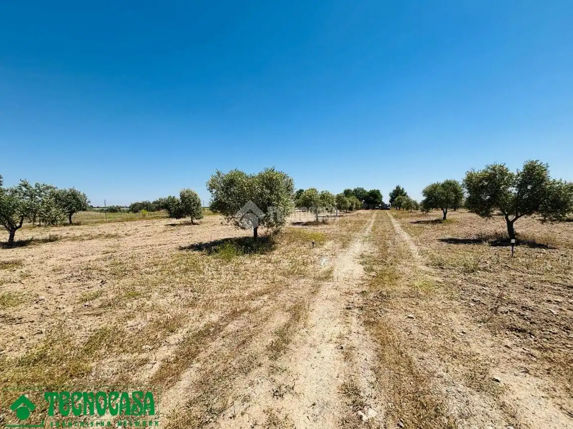 Land for sale in Mascaraque