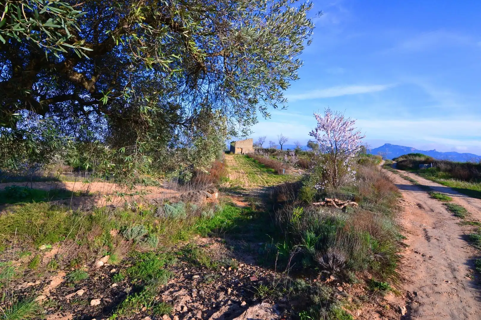 Rural land for sale in Gandesa, imagen 15