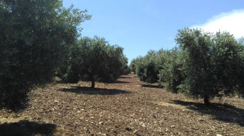 OLIVAR DE REGADIO, immagine 2