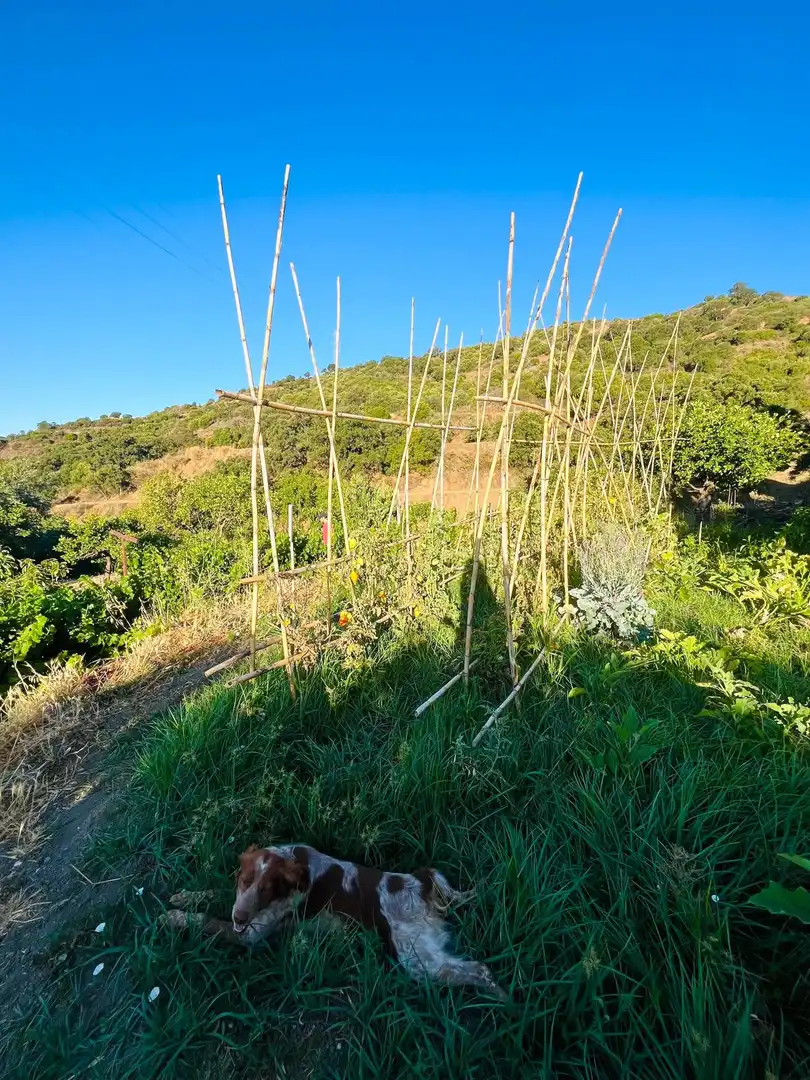 Finca rústica en venta en Altos de Estepona