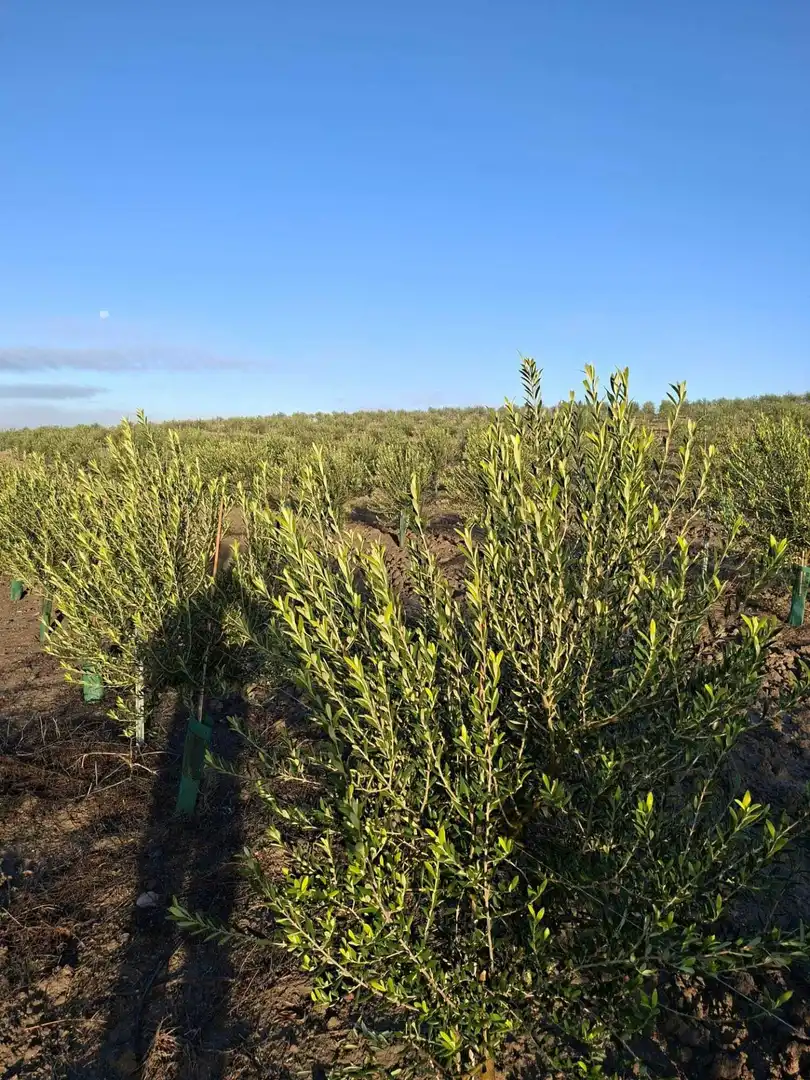 Country homes for sale in Chiclana de la Frontera  with Private garden