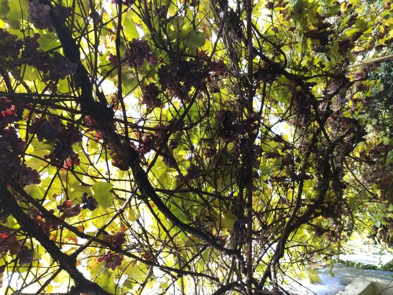 Casa rústica amb jardí en venda a Lugar Pazos, imagen 9