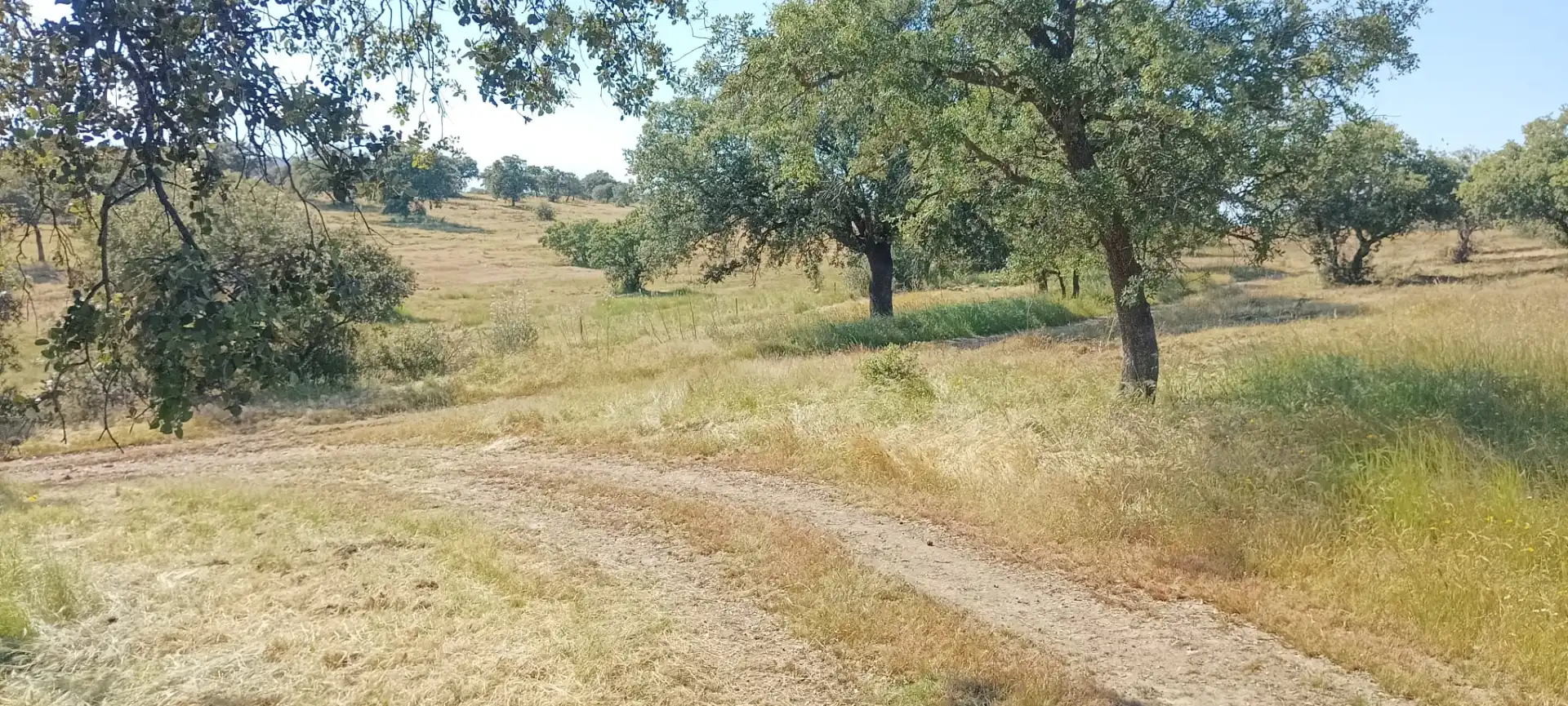 Land for sale in Pozoblanco