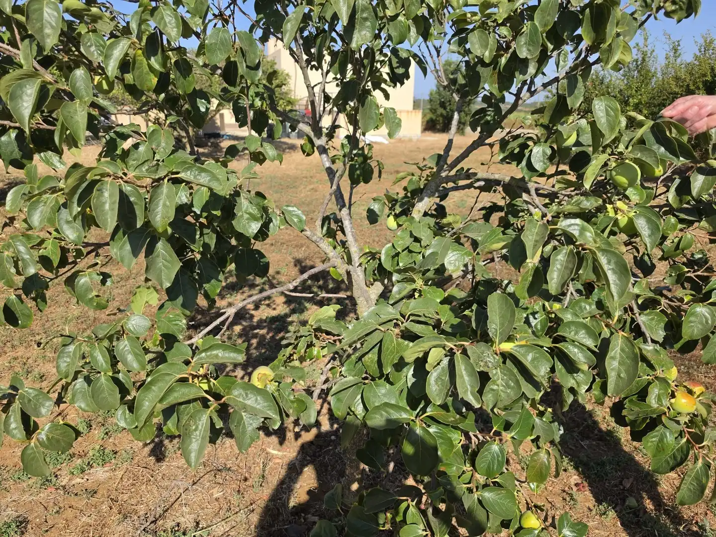 Rural land for sale in Calle Verea de la tarde, imagen 5