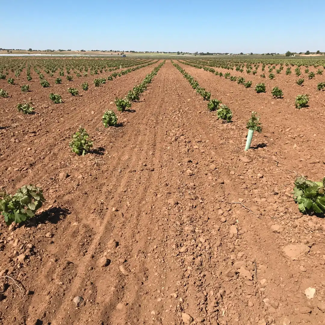 Terrenys i solars en venda a Mota del Cuervo, imagen 14