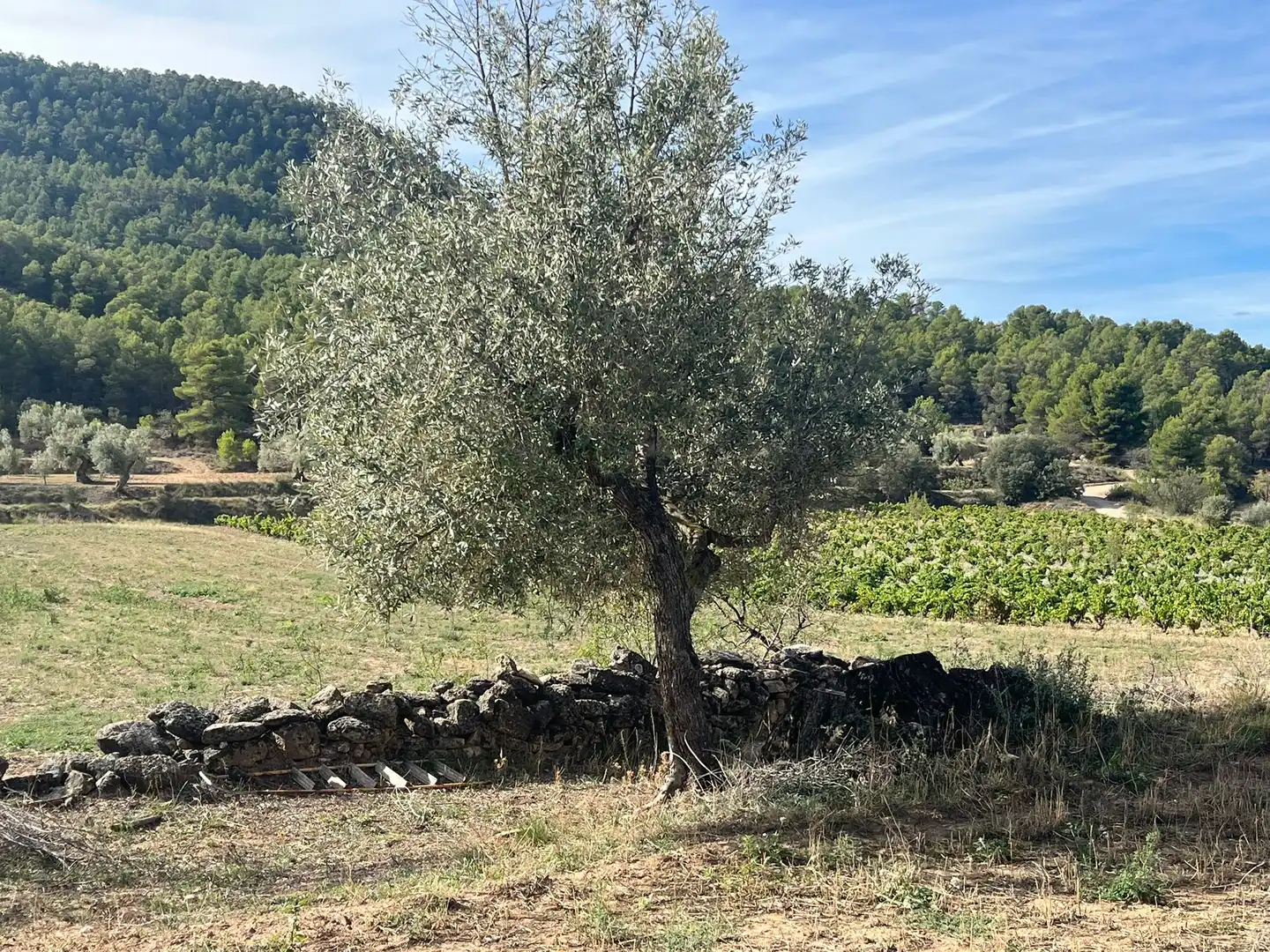 Terreni e lotti in vendita a Valderrobres, imagen 2