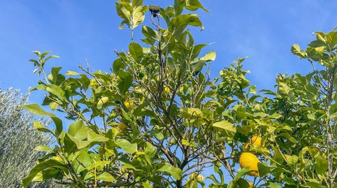 Foto 5 de Casa o chalet en venta en Avenida D'alfou, Sant Antoni de Vilamajor, Barcelona