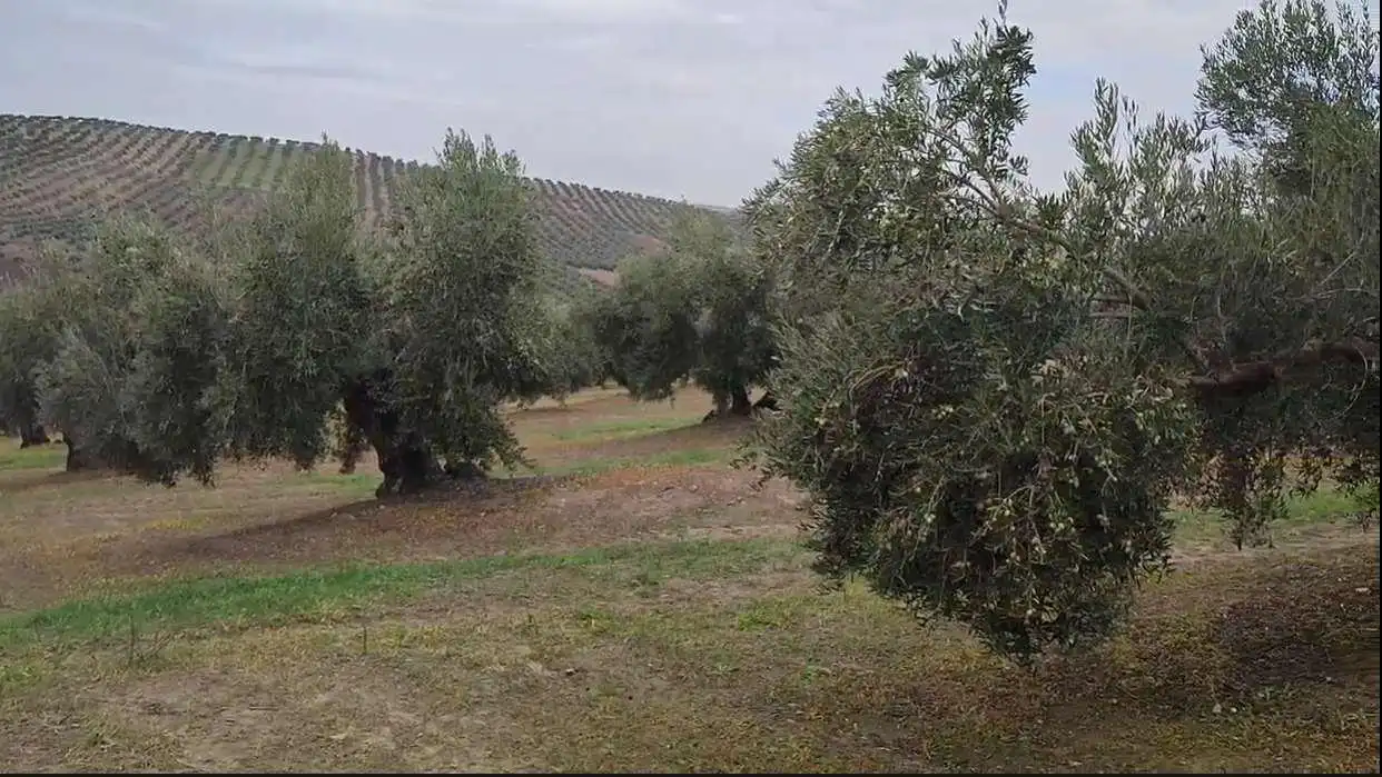 Rustikales Grundstück zum Verkauf in Cañete de las Torres, imagen 3