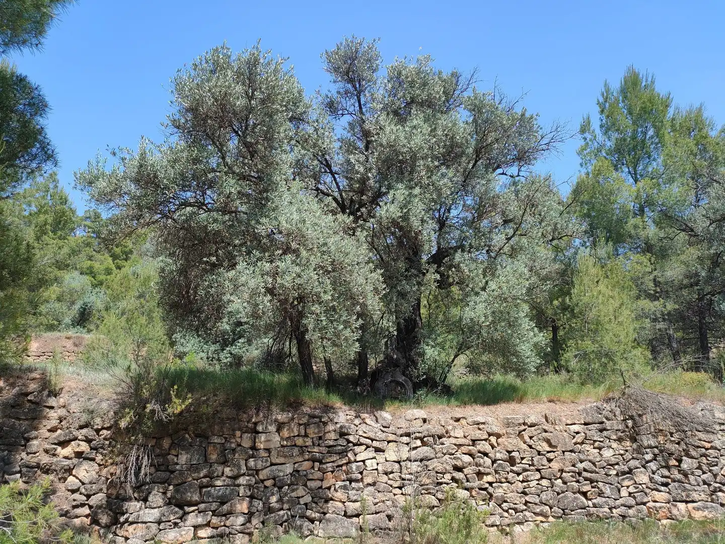 Terreni e lotti in vendita a La Portellada, imagen 15