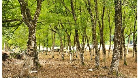 Foto 4 de Casa o xalet en venda a Avenida Camilo José Cela, 6, Triacastela, Lugo