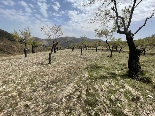 Rural land for sale in Alcudia de Monteagud, imagen 7