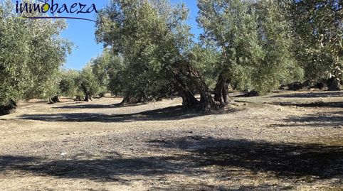 Finca en venta en Baeza., imagen 3