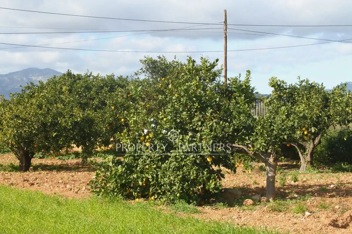 Xalet amb jardí en venda a Son Nebot, imagen 6