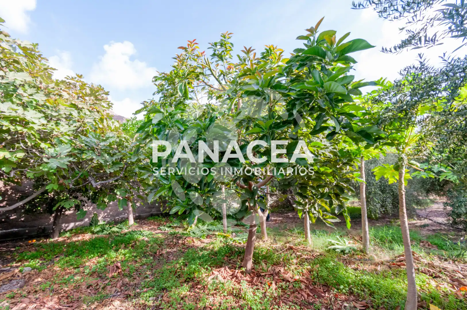 Finca rústica en venta en Vícar Pueblo