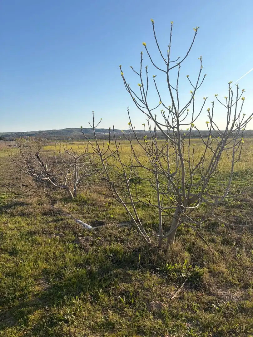 Land for sale in Aranjuez