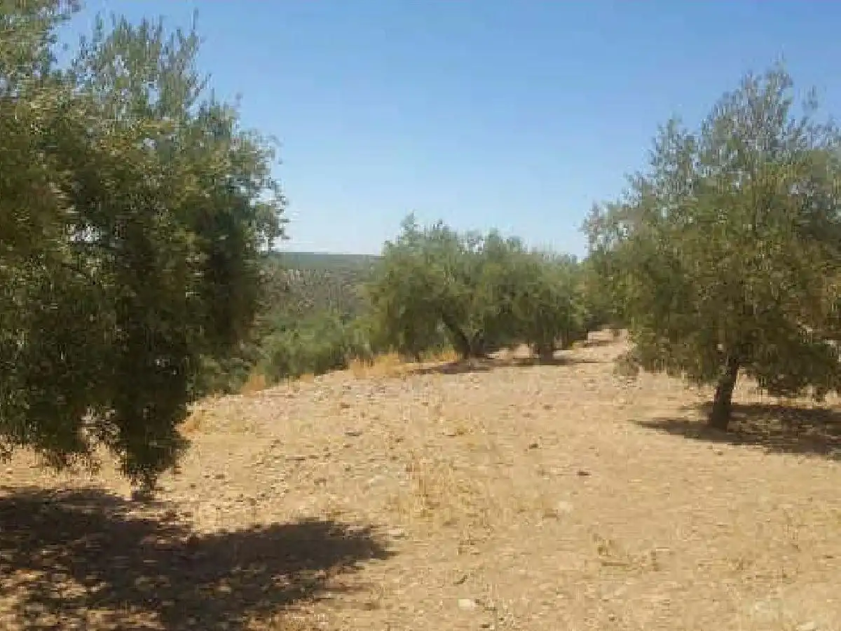 Terreni e lotti in vendita a Siles, imagen 2