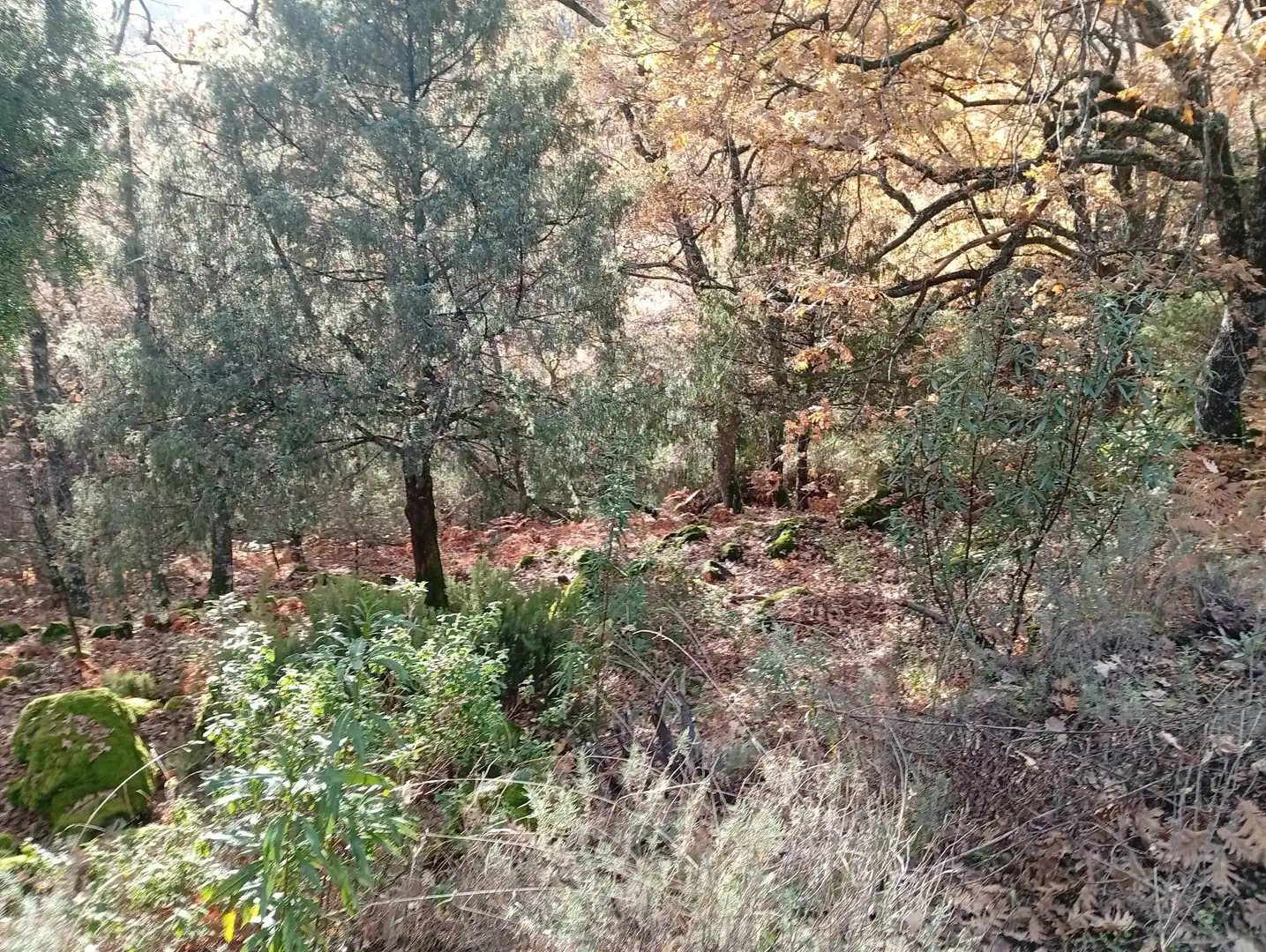 Terreni e lotti in vendita a Villanueva de la Vera, imagen 15