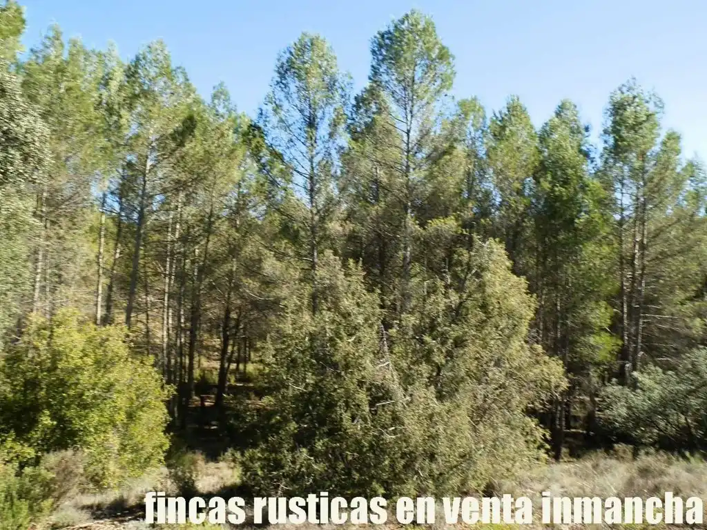 Land for sale in Valdeolivas