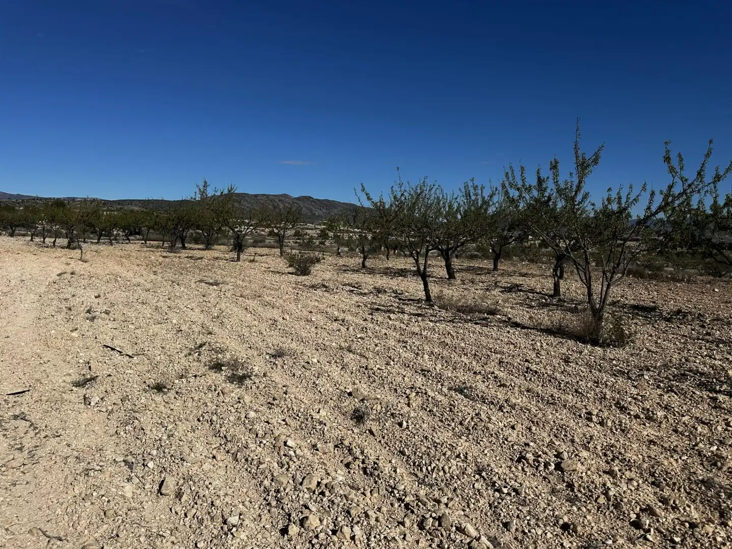 Xalet en venda a Monóvar  / Monòver, imagen 26