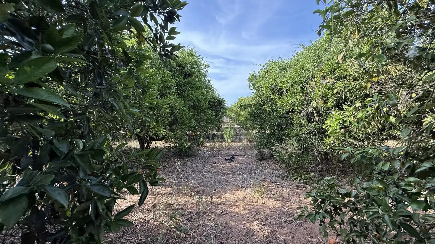 Terreny rústic en venda a Carcaixent, imagen 11