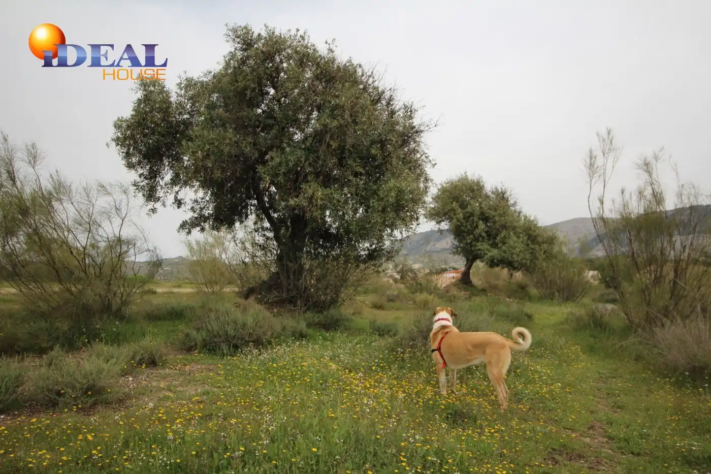 Country homes for sale in Víznar