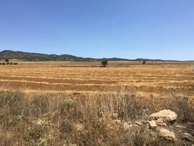 Terreno rustico in vendita a Almansa