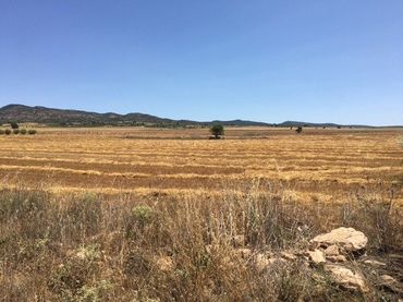 Rustikales Grundstück zum Verkauf in Almansa
