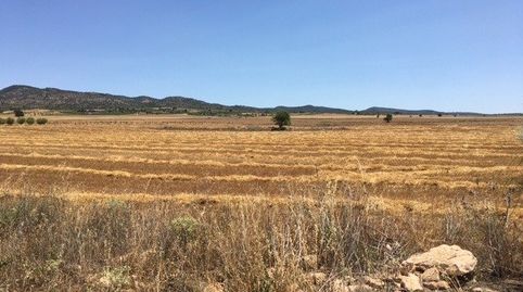 TERRENO POR LA CARRETERA DE AYORA