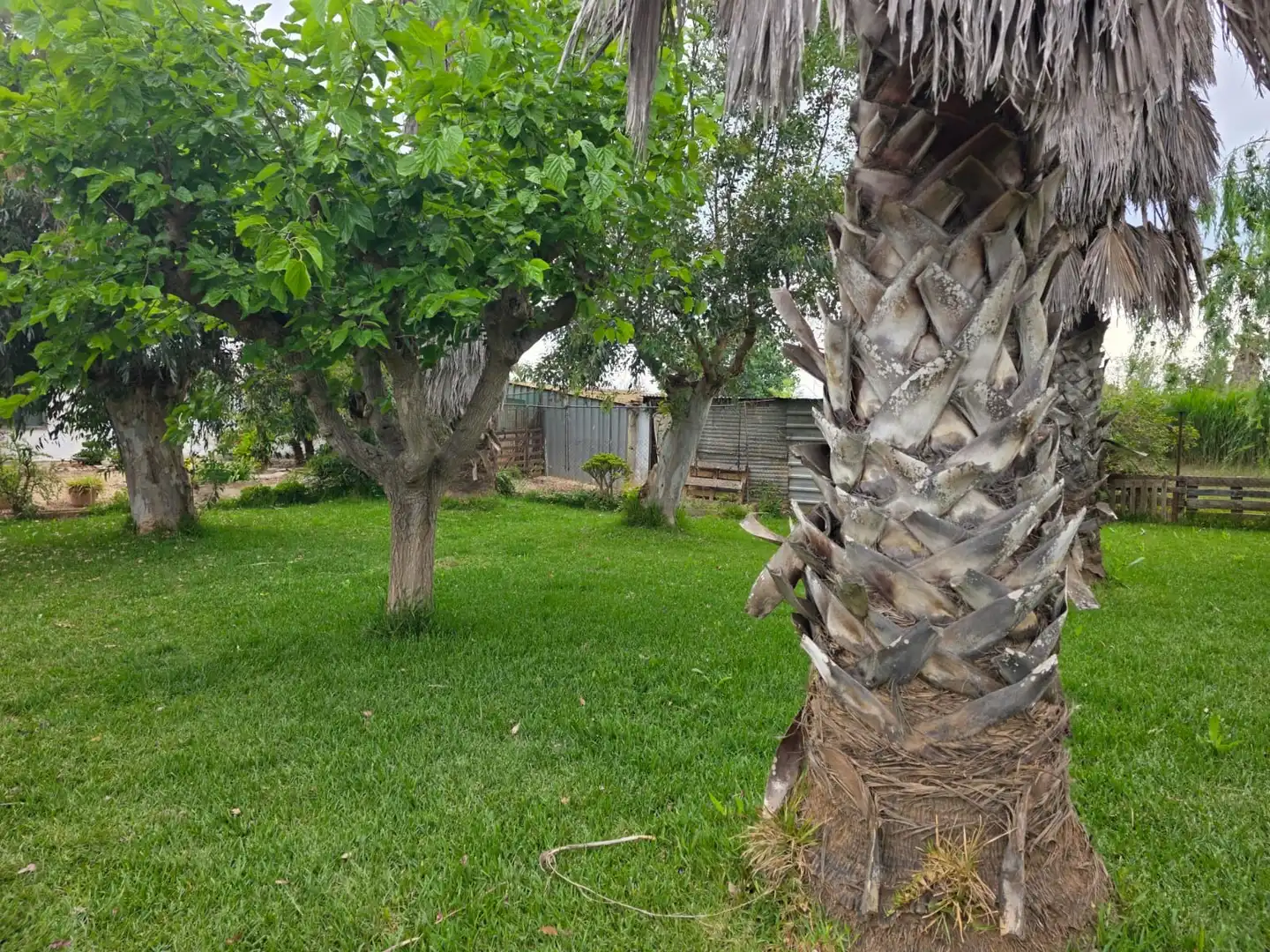 Jardín de Terreno en venta en Amposta