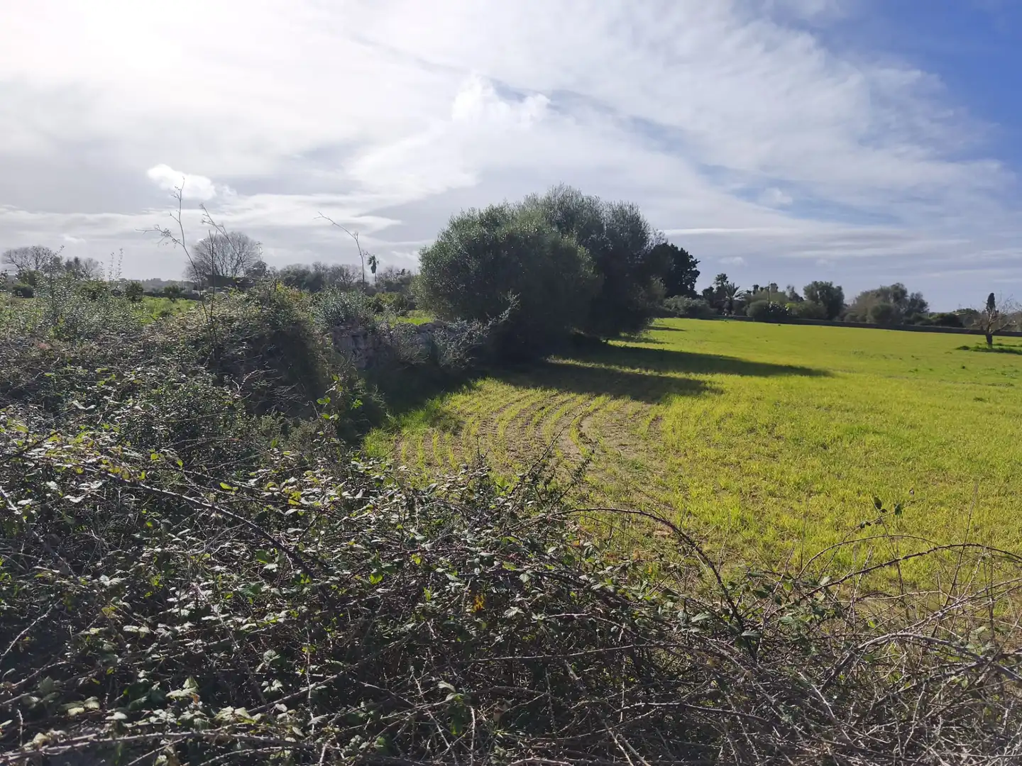 Terreno rustico in vendita a Lloret de Vistalegre, imagen 8