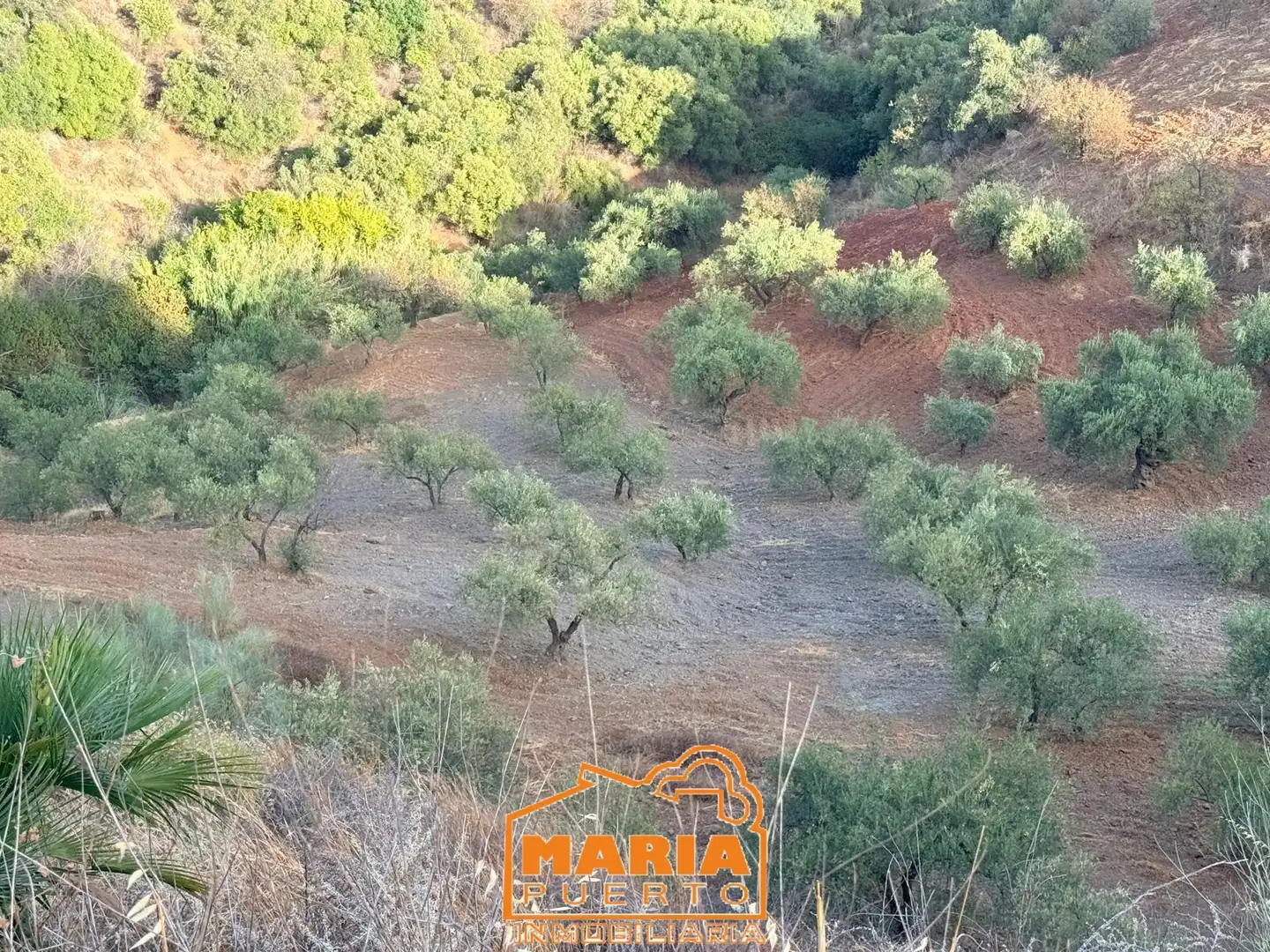 Terreno rustico in vendita a Almogía, imagen 2