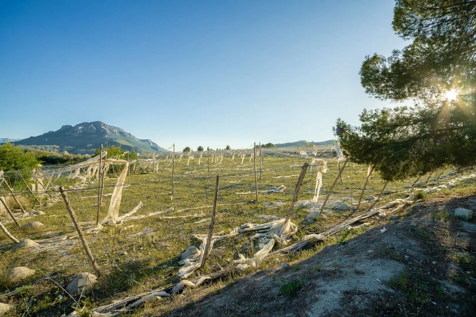 Terreno en venta en Cortes de Baza