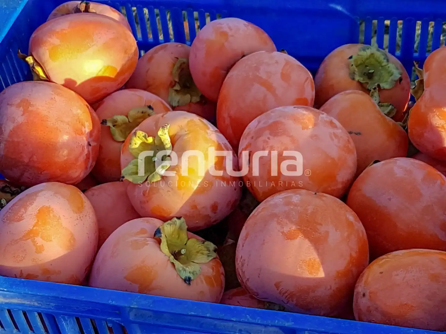 Rustikales Grundstück zum Verkauf in Anna, imagen 11