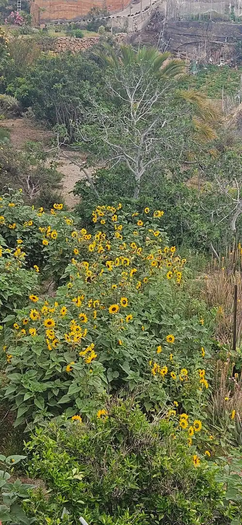 Jardí de Finca rústica en venda en Güímar amb Jardí privat, Terrassa i Moblat