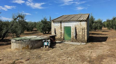 Finca en Pilas, immagine 3