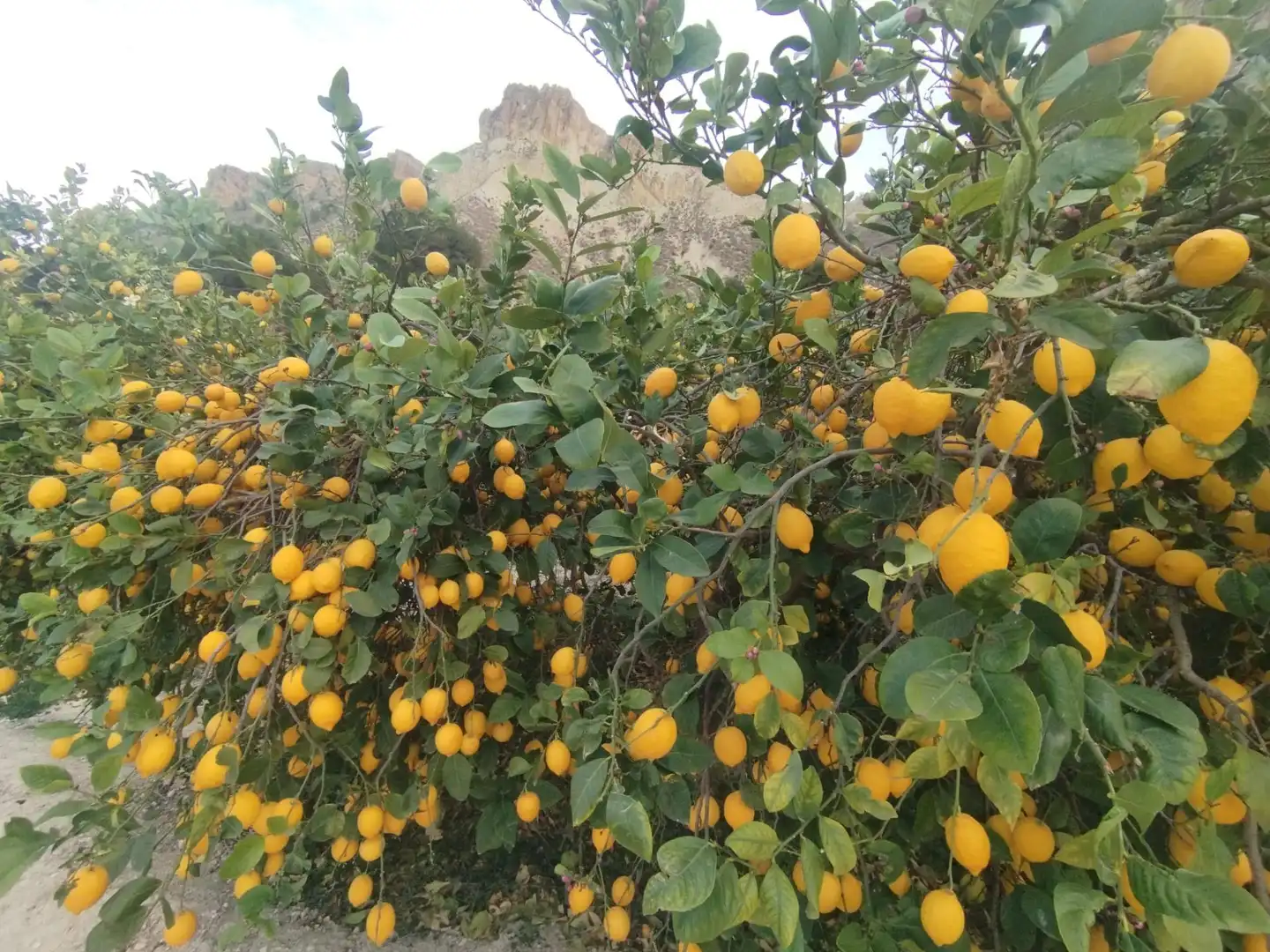 Jardín de Terreno en venta en Ulea