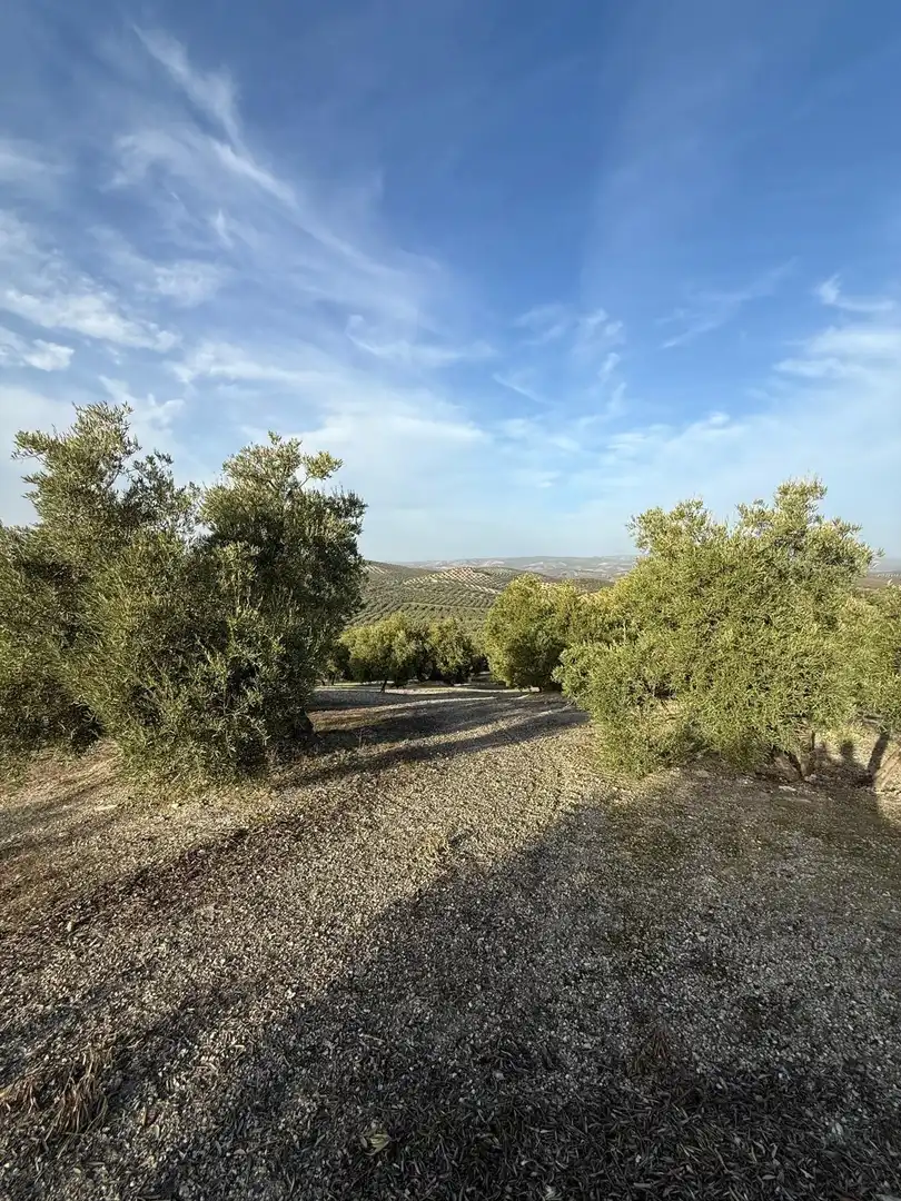 Land for sale in Benamejí