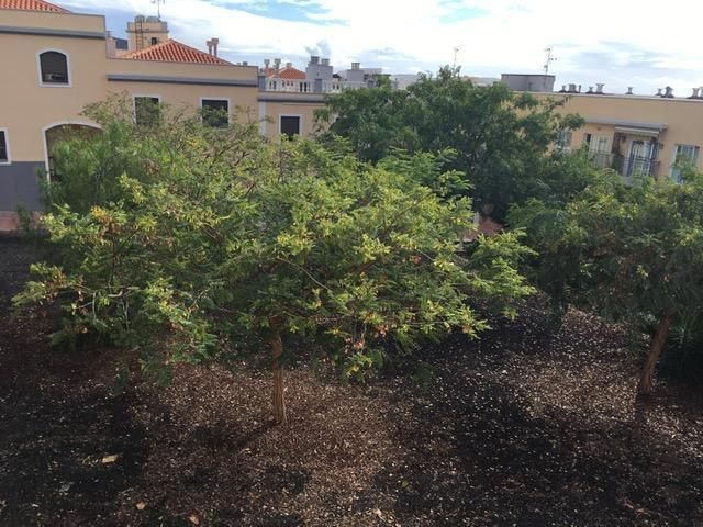 Garden of Duplex to rent in Adeje