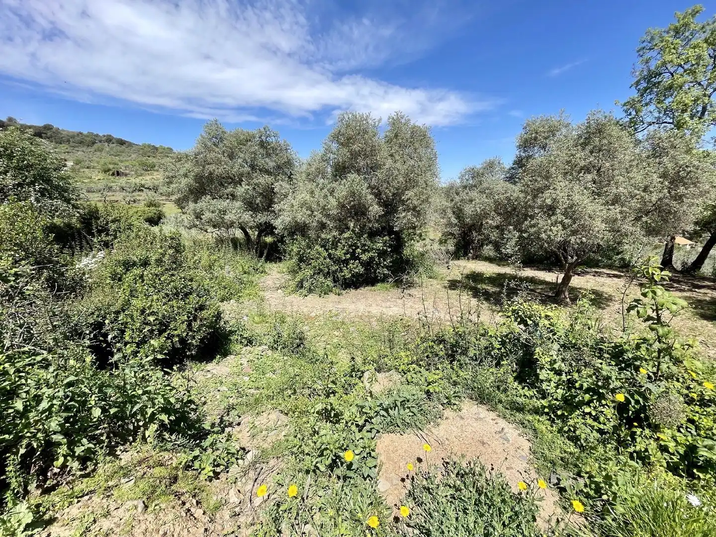 Terreni e lotti in vendita a Malpartida de Plasencia, imagen 4