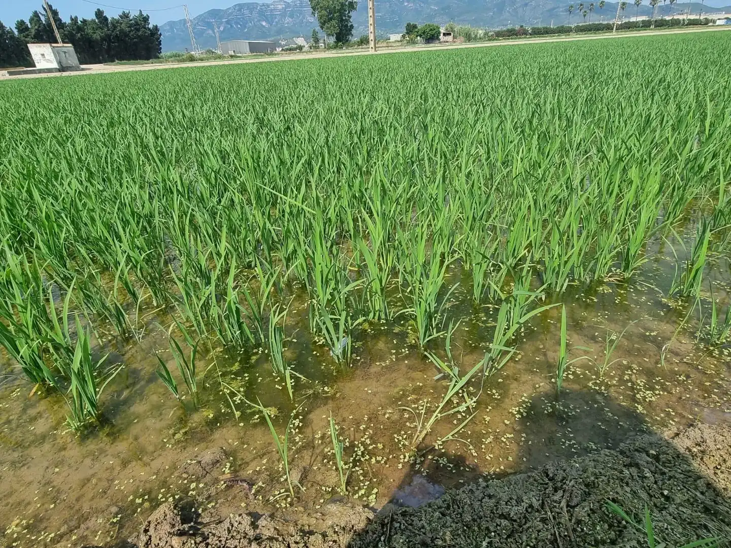 Land for sale in La Ràpita