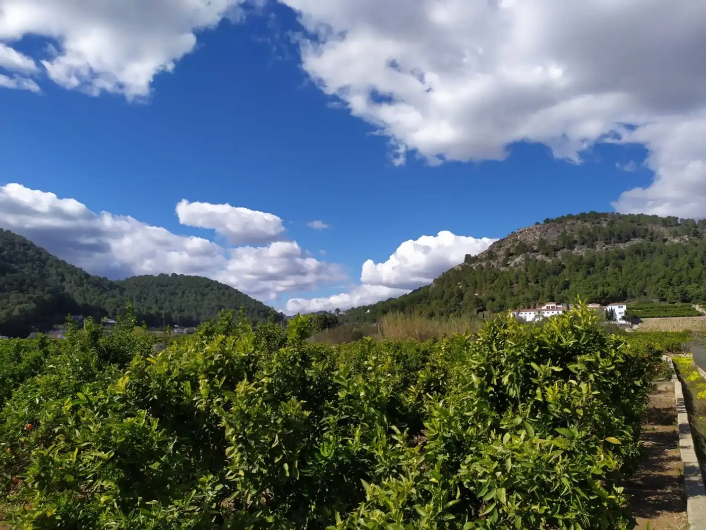Rural land for sale in Camino Preventorio caseta del senyoret, imagen 7
