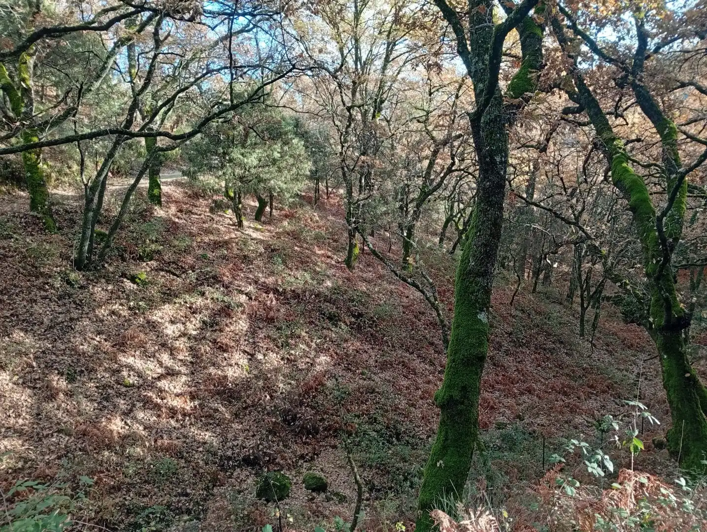 Terreni e lotti in vendita a Villanueva de la Vera, imagen 26