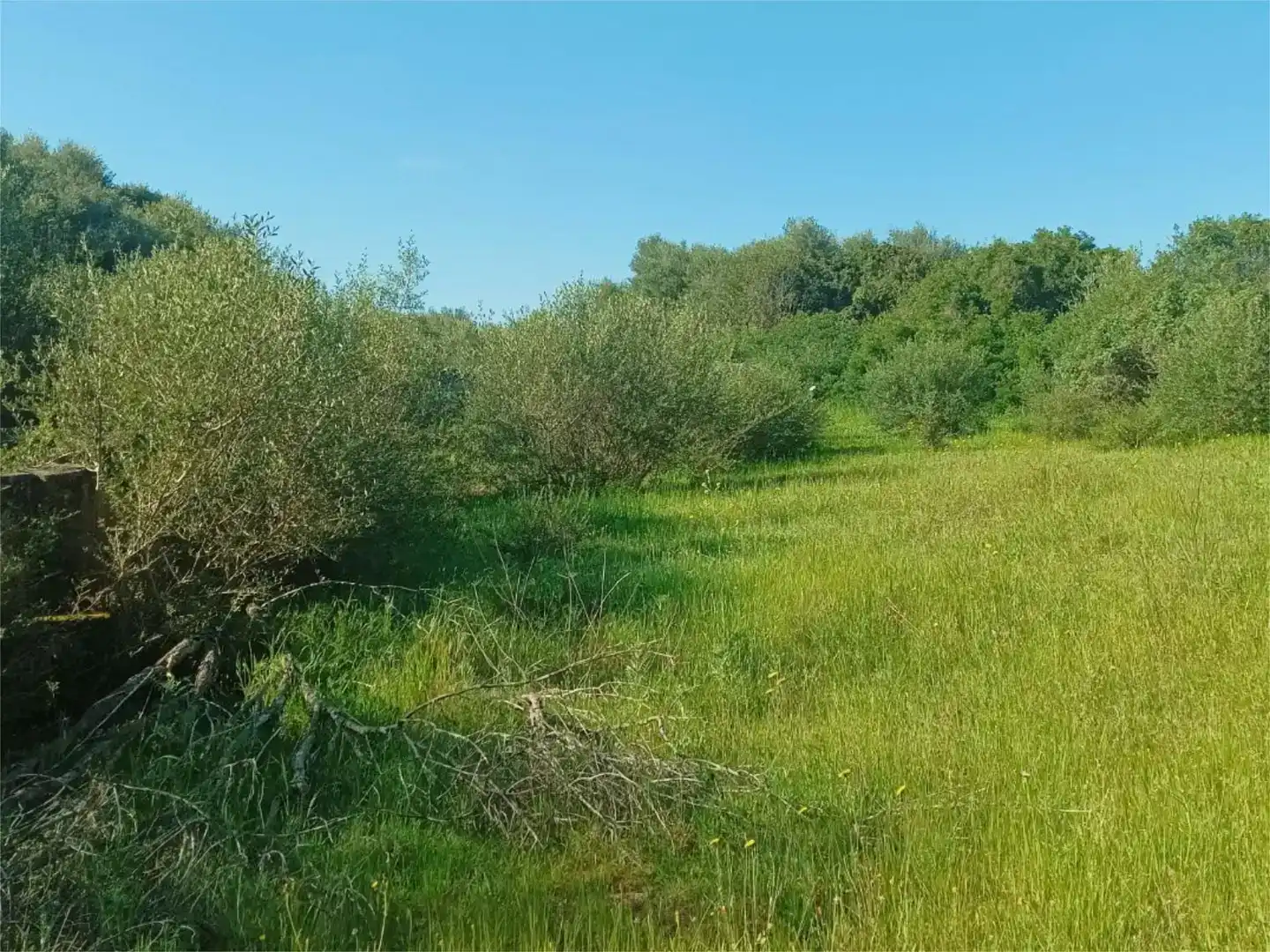 Land for sale in Alaior