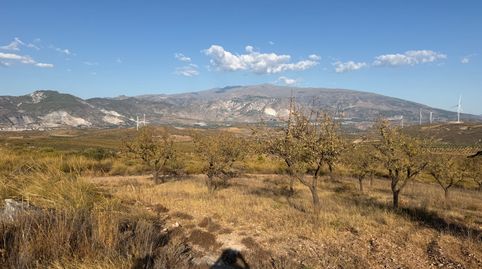 Finca de almendros en Padul, immagine 2