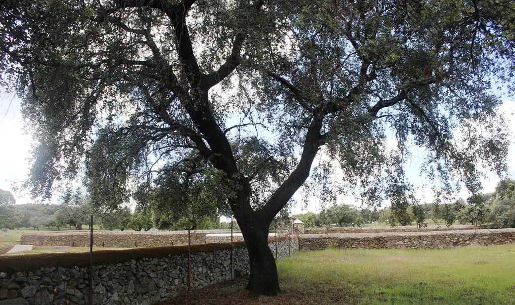 Terreni e lotti in vendita a Santa Olalla del Cala, imagen 32