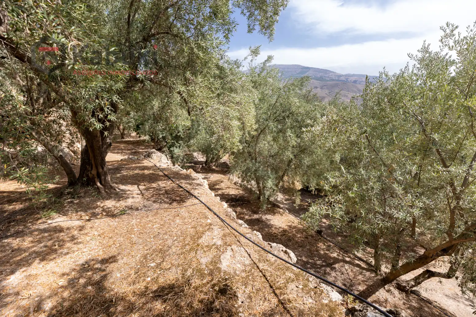 Terreno rustico in vendita a Pinar El - Pantano de Beznar, imagen 12