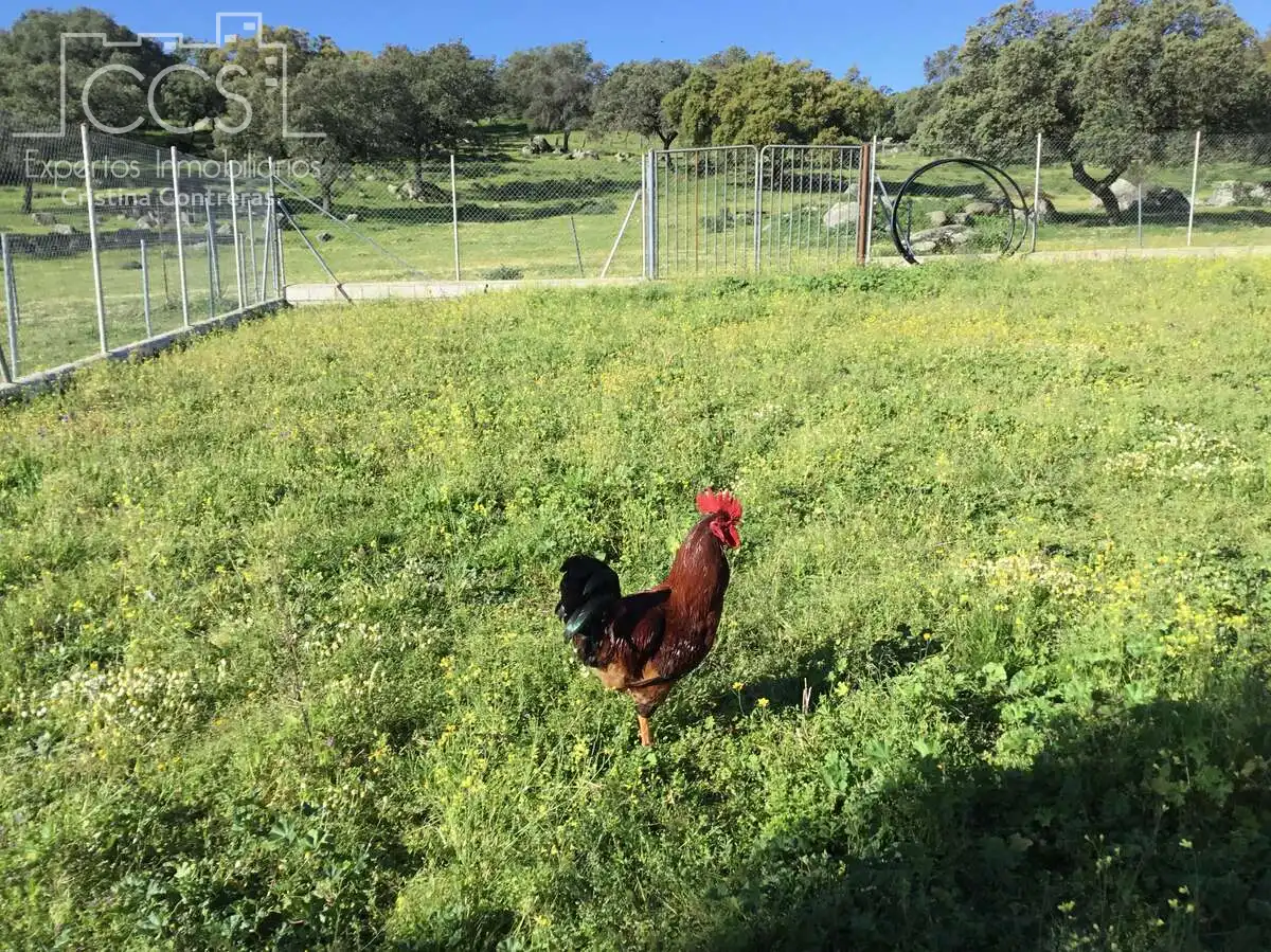 Jardí de Finca rústica en venda en El Pedroso amb Traster, Piscina i Moblat
